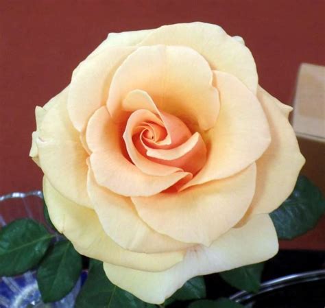 Brandy Hybrid Tea Most Beautiful Flowers My Flower Pretty Flowers