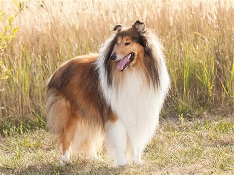 Rough Collie Dog Stock Photos Pictures And Royalty Free Images Istock