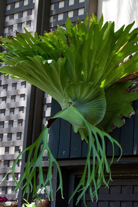 Staghorn ferns and cold weather do not work, though a few varieties can tolerate very short periods of temperatures down to 30 f. Feeding A Staghorn Fern: How To Fertilize A Staghorn Fern ...