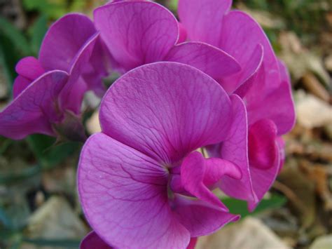 Pinkish Flower Free Stock Photo Freeimages