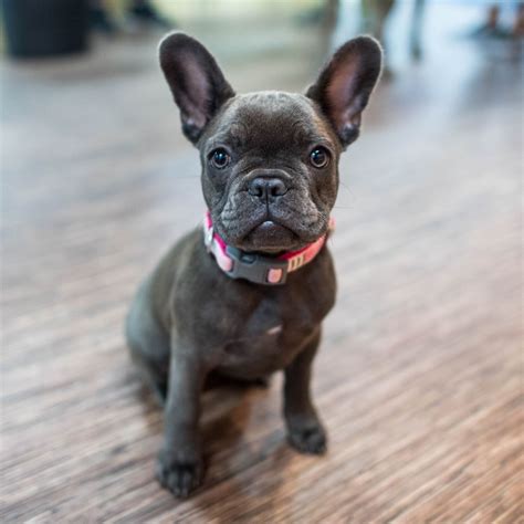 Very protective and territorial, the renascence bulldogs makes an excellent property guardian and personal protection dog. Zoe, French Bulldog (12 w/o), S Las Vegas Boulevard, Las ...