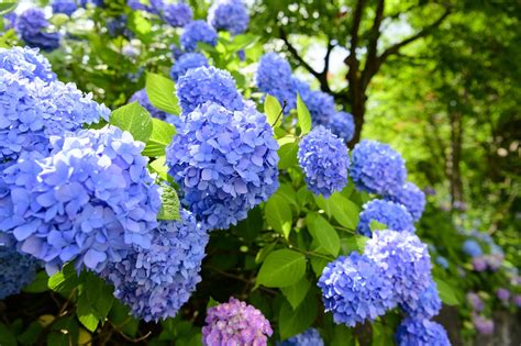 Hydrangeas And The Rainy Season - Japan's Flower Of Early Summer