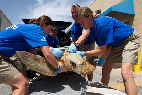 Loggerhead Sea Turtle Rescued By Seaworld Orlando Loggerhead Sea Turtle