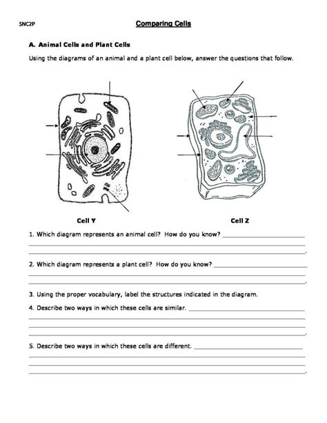 Plant And Animal Cell Comparison Worksheet