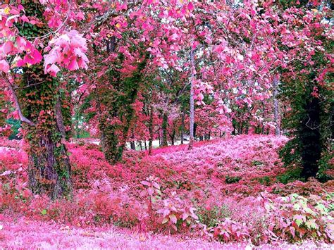 Just take a look at our assortment page! La Locanda delle Rose: giardini meravigliosi