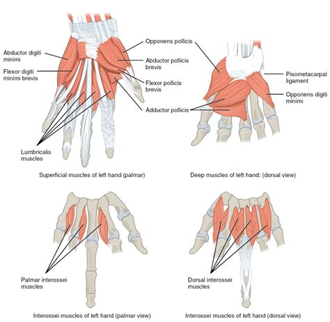 These names are derived from latin. Muscles of the lower arm and hand | Human Anatomy and ...