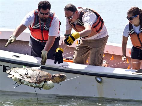 Scientists Created Zombie Frankenturtles To Discover Why Loggerheads