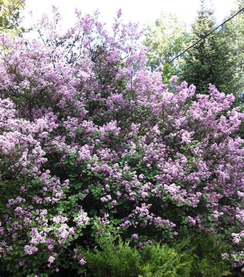 My Mini Lilac Tree Which Is Huge And Smells So Delightful Lilac