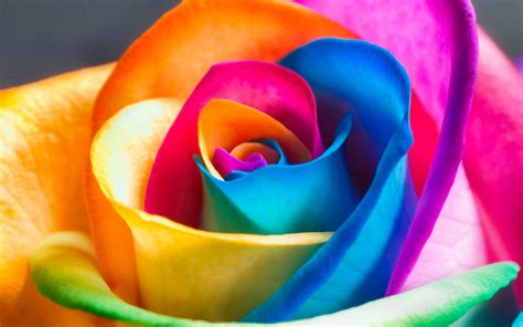 Colorful Flowers Wallpapers Hd Pixelstalknet