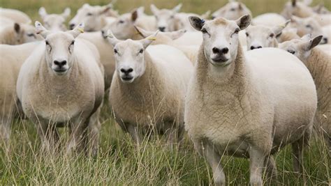 Welsh Sheep And Goat Inventory Due Before 1 Feb Farmers Weekly