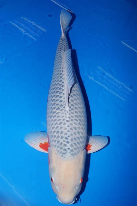 17 Best images about Asagi Koi on Pinterest | Nice, Orange pattern and