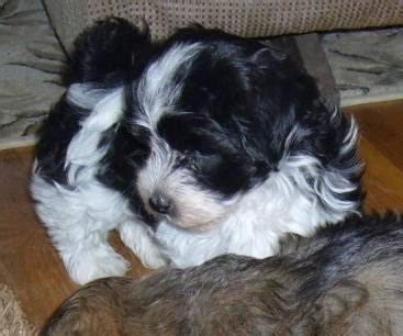 Pups are delivered by canine ob trained family members, to insure the best start. Havanese Puppies AKC for Sale in Glencoe, Minnesota ...