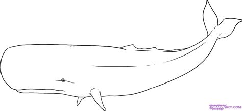 How to draw a blue whale step by step easy easy animals to draw. Sperm Whale Sketch at PaintingValley.com | Explore ...