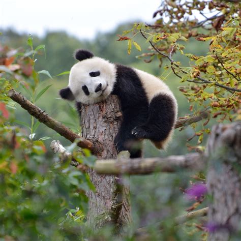 Pin By Petra Kurcsis On My Photos Giant Panda Panda Bear Panda