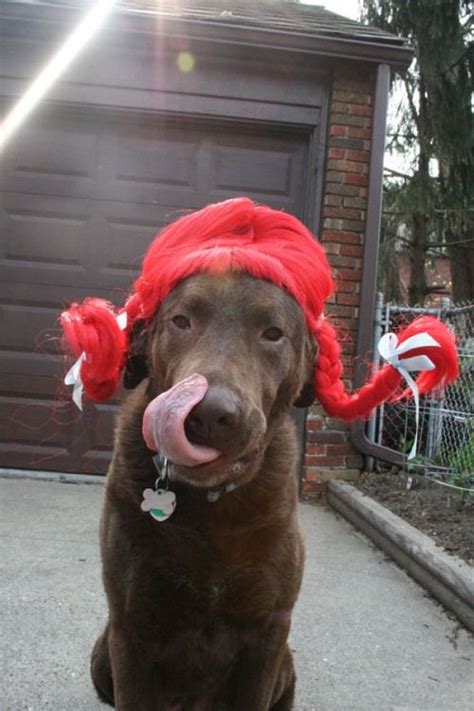 I Dressed My Dog Up As Wendy It Was For Work I Swear With Images