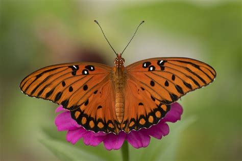 Gulf Fritillary Butterflies Can Be Seen Gathering Nectar The Fall