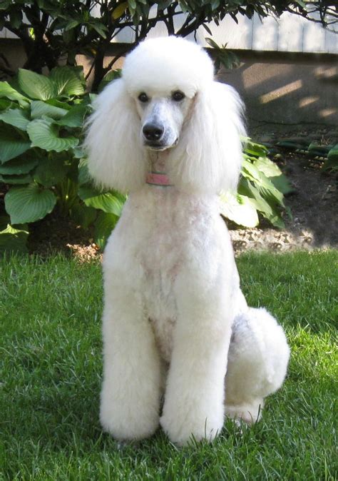 Beautiful Standard Poodle Looks Like My Sons Dog Except