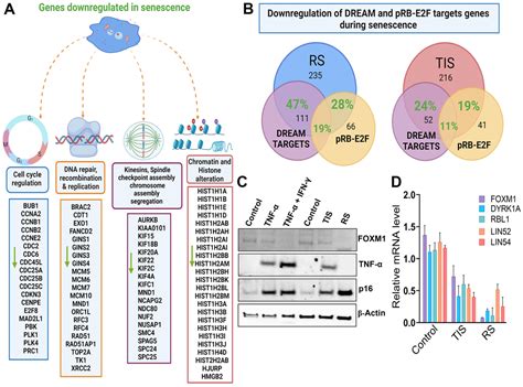 Key Elements Of Cellular Senescence Involve Transcriptional Repression