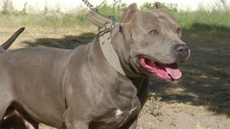 14 Things You Need To Know About Blue Nose Pitbull Youtube