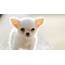 A Complete Guide About Apple Head Chihuahua