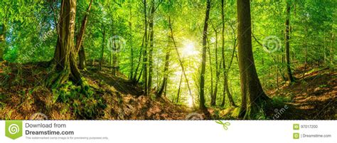 Sun Shining Through Forest Trees Stock Photo Image Of Germany Floor