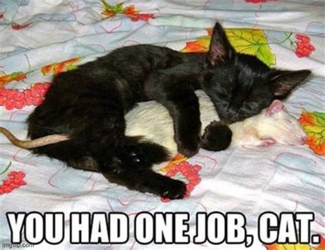 You Had One Job Cat Imgflip