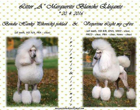 Check spelling or type a new query. Royal Standard Poodle white with pedigree