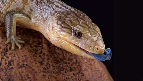 Blue Tongued Skink