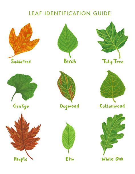 Common Tree Leaf Identification Chart
