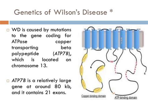 Wilson Disease