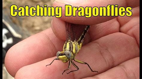 Catching Dragonflies YouTube