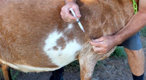 Goat Health How To Injection And Drenching Hobby Farms