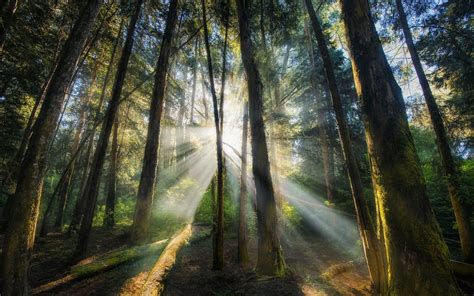 Green Forest Landscape Nature Sun Rays Forest Hd Wallpaper