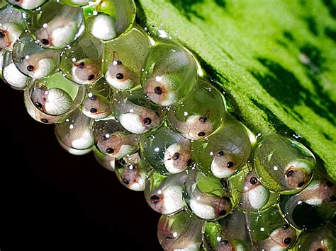 Red Eye Tree Frog Eggs Developing Into Tadpoles Smithsonian Photo