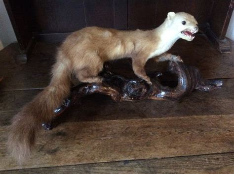 Vintage French Mounted Pine Martin Weasel Ferret Taxidermy Figurine