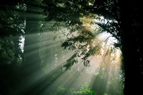 1290x2796px Free Download Hd Wallpaper Trees Glares Rays God