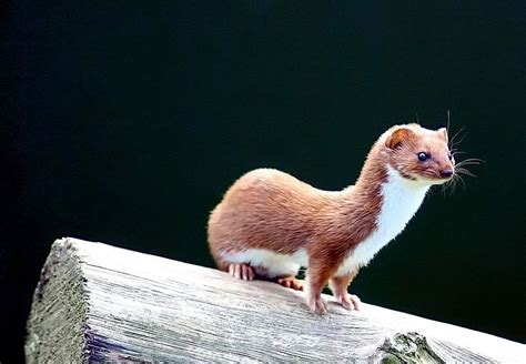 18 Things To Know Before Getting A Weasel As Pet Pet Keen