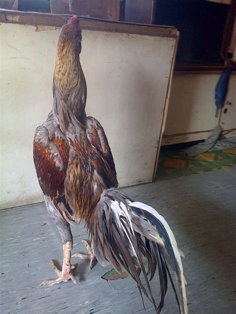 Anak ayam bangkok yang bagus bisa dilihat dari postur tubuh yang dimiliki oleh ayam tersebut. SB 173 SOLD OUT /TERJUAL Bekasi | JUAL AYAM BANGKOK MURAH ...