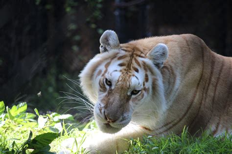 Free Images Wildlife Zoo Fauna Lion Big Cat Whiskers Safari