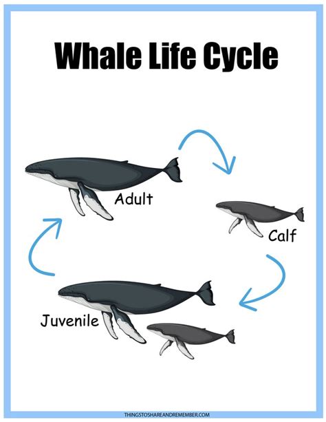 Sperm Whale Life Cycle
