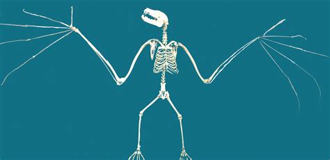 Bat Skeleton Lisa Ann Yount Flickr
