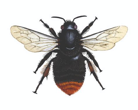 Bumblebee Red Shanked Carder Bee Bombus Ruderarius 01cmyk In 2020