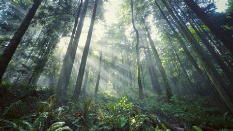 Wallpaper tree has the best selection of high resolution wallpapers for iphone xr, xs, xs max, x, 8, 7 & plus size devices. Wallpaper light, forest, tree, 4k, Nature #15855