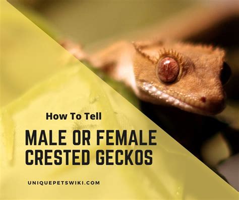 02:46 lagu banyuwangi yg menjadi lagu keb. Six Ways To Tell A Crested Gecko Is A Male Or Female