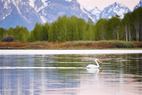 This history of the fur traders, homesteaders and early tourism are all reflected in the colter bay cabins as well as the architectural history of the log cabin itself. Colter Bay Village
