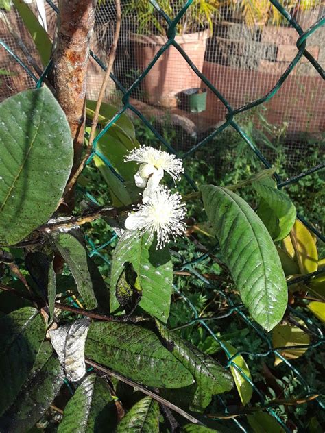 The plant also bears diminutive white hued flowers that possess several stamens maturing into smoothed or. Flowering guava/Puerto rico | Plant leaves, Plants, Puerto