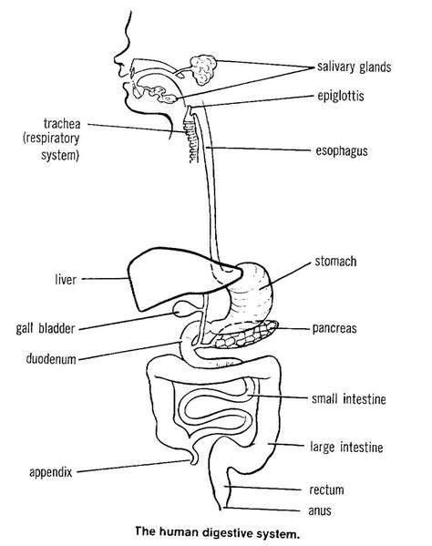 Schematic Diagram Of Human Digestive System