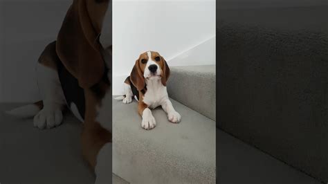 Cute Beagle Puppy Howling Arooing 🤗😄 Youtube