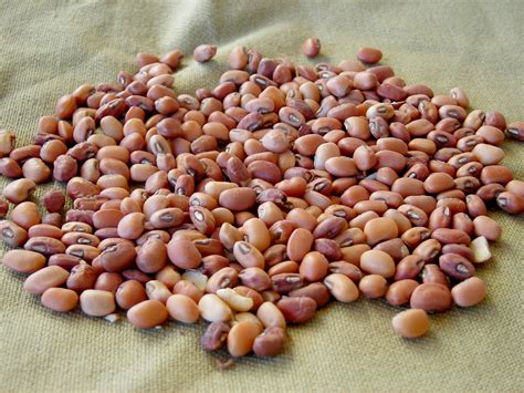 Iron And Clay Southern Pea Cowpea