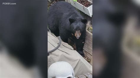 Bear Attempts To Break Into Conn Home Police Issue Warnings